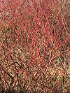 Cornus sanguinea, winter.jpg