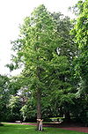 Metasequoia glyptostroboibes (Mariemont) JPG1a.jpg