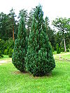 Podlaskie - Suprasl - Kopna Gora - Arboretum - Chamaecyparis lawsoniana 'Columnaris' - plant.JPG