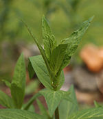 Swamp Milkweed Asclepias incarnata Emerging Leaves 2000px.JPG