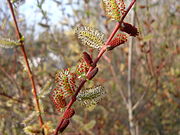 Salix purpurea.JPG
