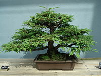 Redwood bonsai.JPG