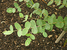 Eucalyptus gunni 'Silver Drop' Branch 1600px.jpg