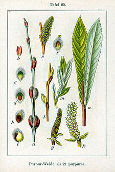 Salix purpurea Sturm25.jpg