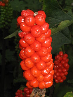 Arum italicum fruits05.jpg