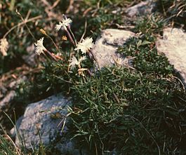 Dianthus petraeus1.jpg