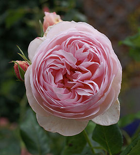 Rose-Renaissance-1 David-Austin.jpg