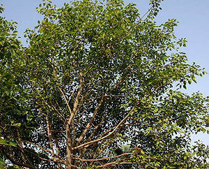 Ficus benjamina (Weeping Fig) in Hyderabad W IMG 8314.jpg
