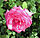Rose Esmeralda.jpg
