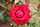 Rose Toque Rouge 20070601.jpg