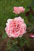 Rose Prestige de Lyon 20070601.jpg