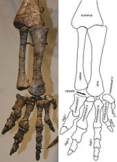 Photograph of the lower arm and hand, seen from the side. The arm is hanging straight down, the fingers are slightly spread, the palm is directed medially.