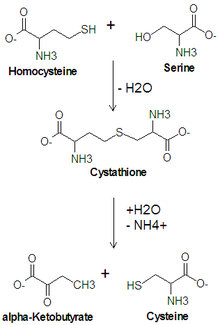 Cysteine Biosynthesis.png