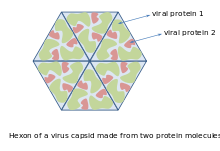 A cartoon showing several identical molecules of protein forming a hexigon
