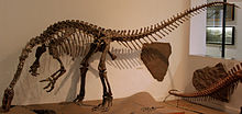 Photograph of the mounted skeleton, seen from the front left. The animal stands on the hind limbs, with the body and tail horizontal. The neck curves down so that the snout is near the ground, as if the animal was feeding. The arms are flexed, with the hands well clear of the ground, and the palm directed medially.