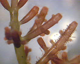 Laurencia, a marine genus of Red Algae from Hawaii.