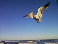 Daytona Beach Florida Gull.jpg