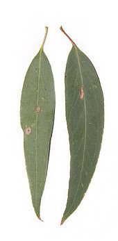 Eucalyptus radiata (Narrow-leaved peppermint).jpg