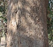 Eucalyptus polyanthemos vestita bark.jpg