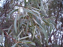 Eucalyptus polybractea leaf.JPG