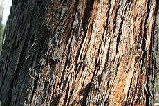 Eucalyptus obliqua 1.jpg