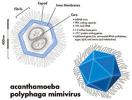 Мимивирус (Mimivirus)