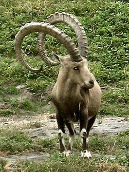 Нубийский горный козёл