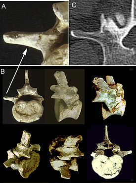 Morotopithecus vertebra.jpg