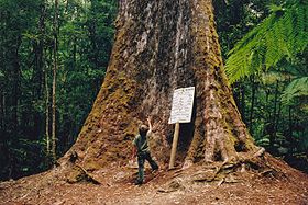 Tasmania logging 01 under tallest tree.jpg